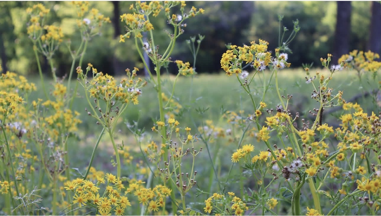 Yellow wildflowers growing on the Pleasant Wish farm in Tennessee