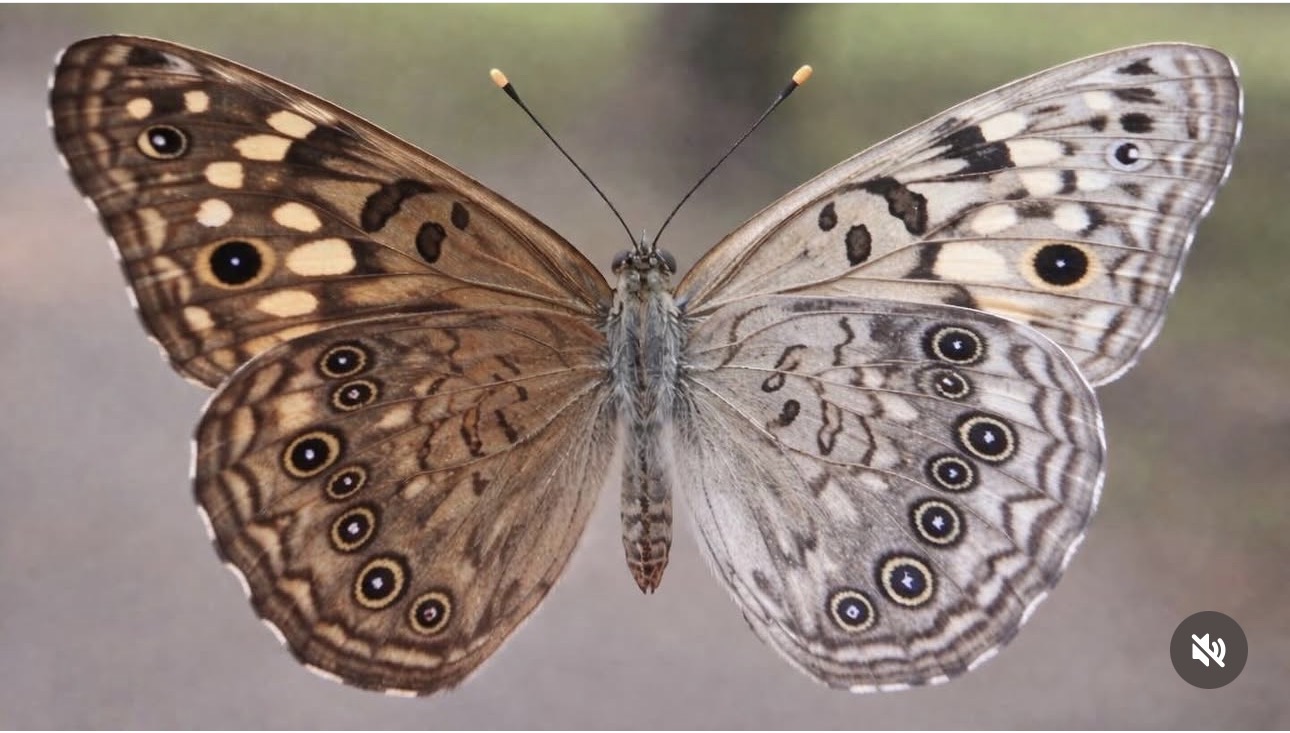 A close view of a butterfly photographed by Kristal