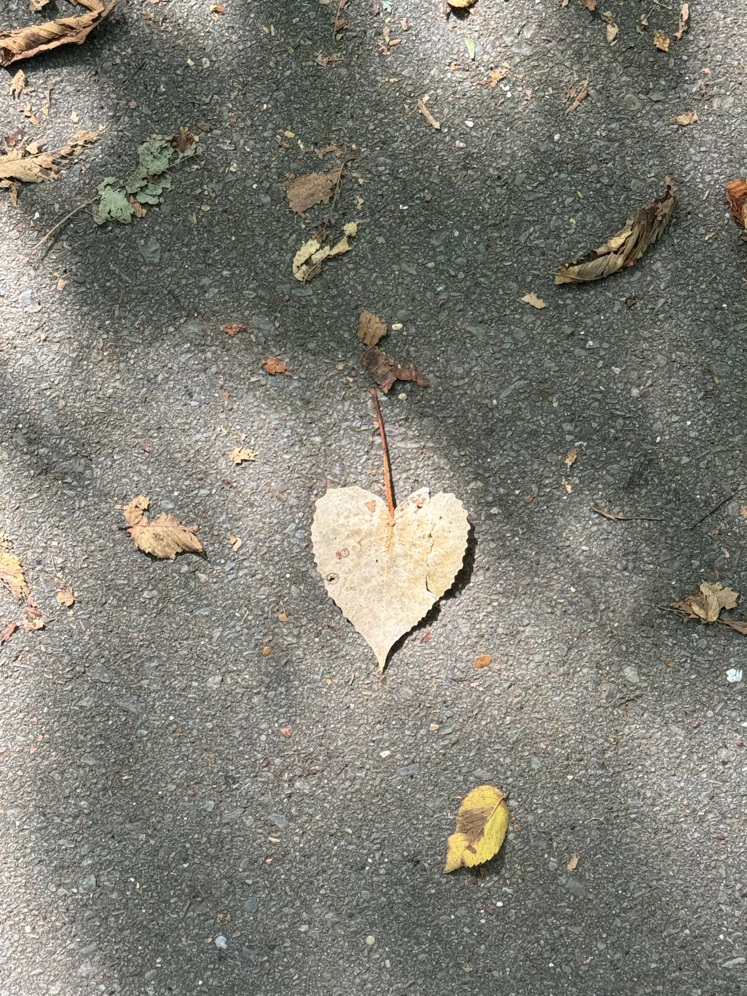A heart-shaped leaf found along a Tennessee path